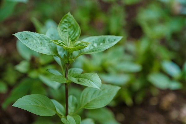 Voyager éco-responsable : destinations vertes à ne pas manquer