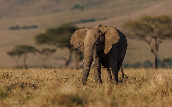 Comment découvrir la faune sauvage africaine en respectant l'environnement ?