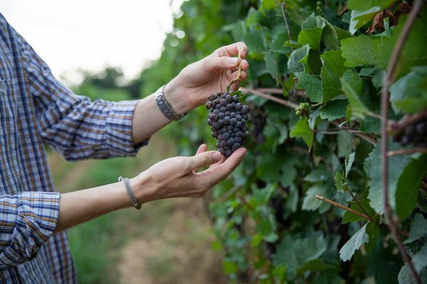 Les particularités des vignerons à Châteauneuf-du-Pape